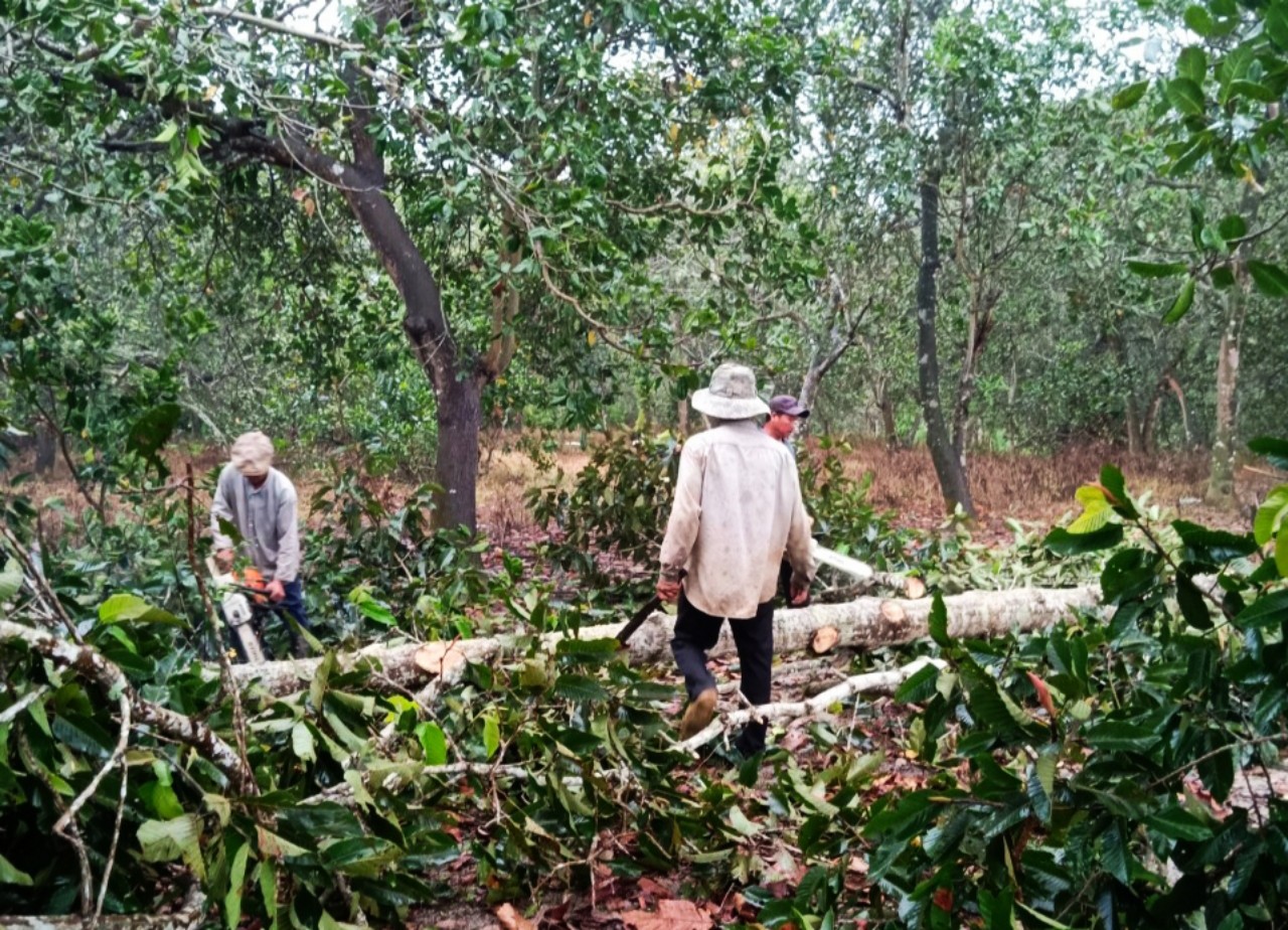 Hồ sơ điều tra - Đồng Nai: Khởi tố, thu hồi tang vật trong vụ phá rừng phòng hộ (Hình 2).