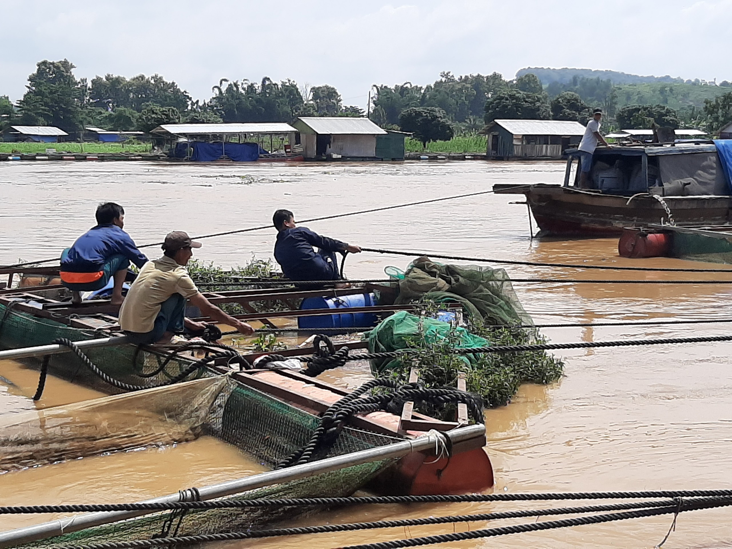 Dân sinh - Đồng Nai: Người nuôi cá bị thiệt hại nặng do mưa lớn (Hình 4).