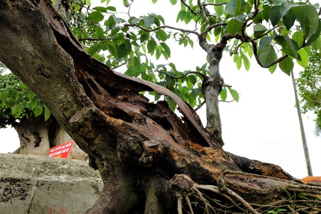 Xã hội - Cây sưa đỏ bonsai rao bán giá 1,4 tỷ đồng có gì đặc biệt? (Hình 2).