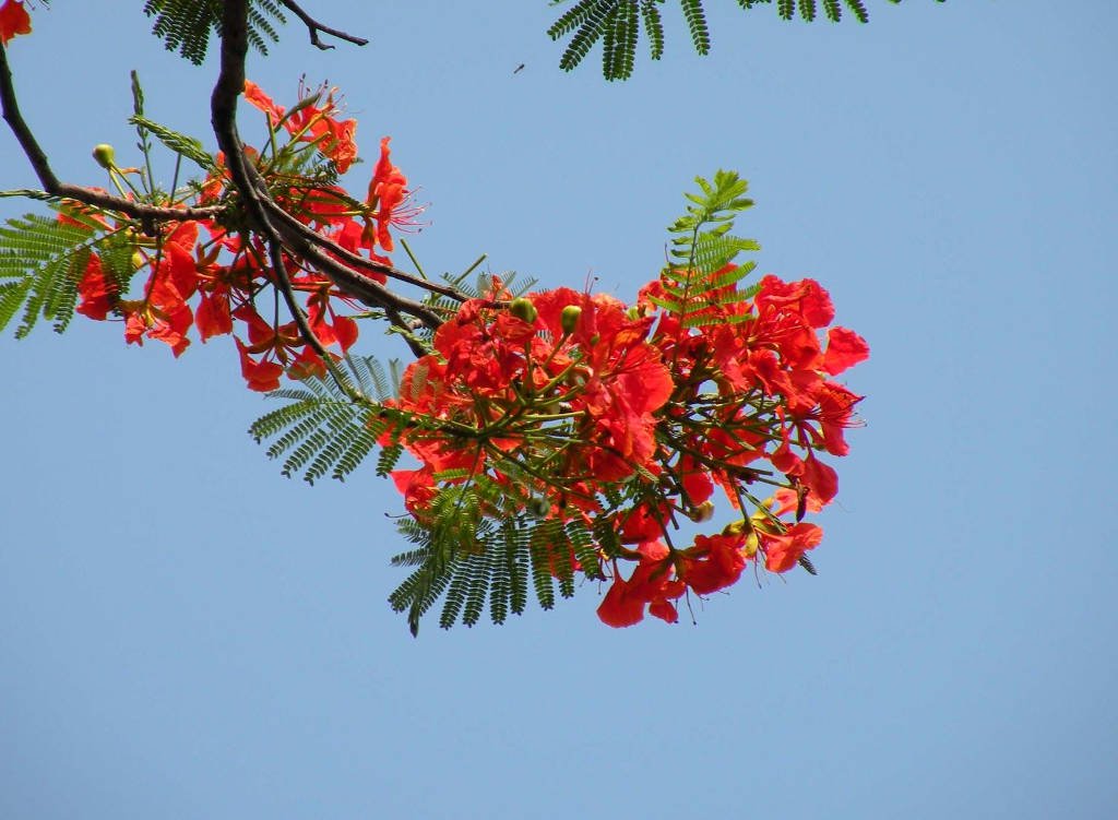 Trong màu xanh mênh mông của nước, của trời, của cây lá, bỗng hiện lên hai hàng phượng đỏ, nổi bật trên nền xanh. Sự tương phản của màu, giữa xanh và đỏ làm cho người ta chú ý, thích thú. Cái đẹp của phượng là ở màu đỏ và cũng ở chính sự tương phản của màu sắc vậy. Và cứ thế,mỗi tháng 5 về là lòng ta lại bồi hồi, xao xuyến.