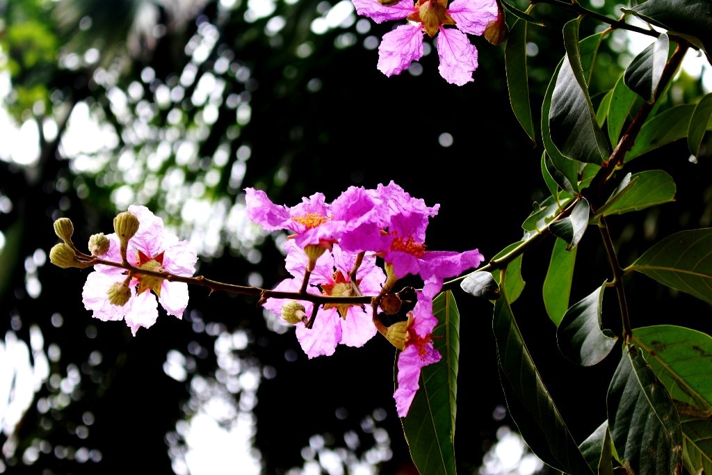 Cũng bởi màu tím ấy mà ta đã yêu hoài cánh hoa bằng lăng. Để rồi, mỗi bận tháng 5 sang, ta lại mong chờ một màu tím ngọt ngào như đợi chờ một người thương. Tháng 5, lòng bỗng nao lên một nỗi buồn khó tả…