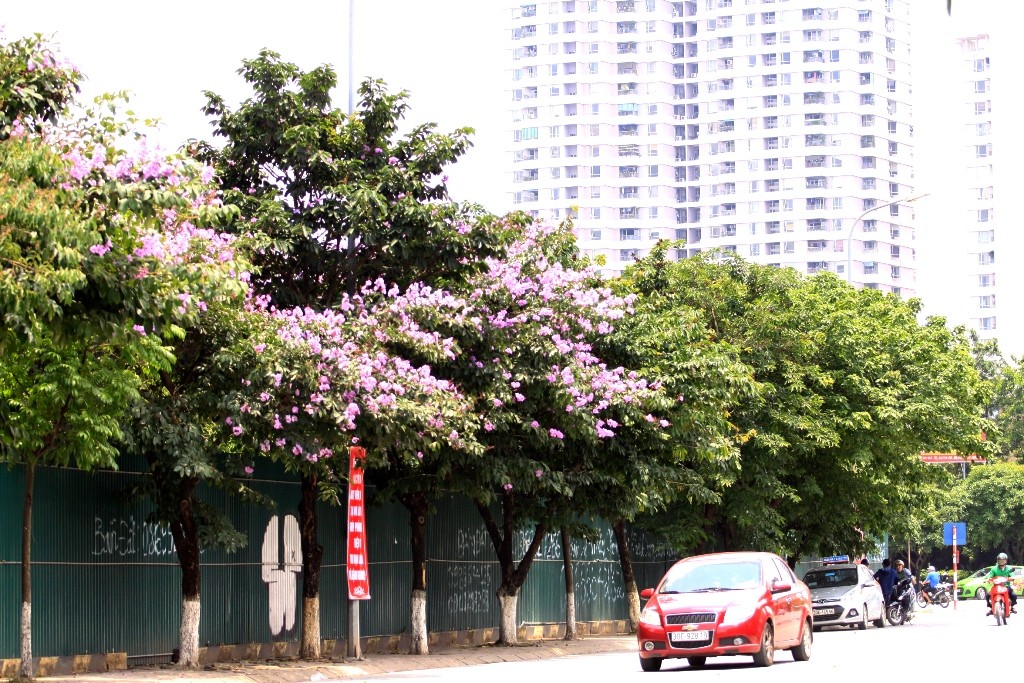 Những ngày đầu hạ, đi giữa phố phường dưới những hàng cây bằng lăng, khoe sắc bỗng cảm thấy tâm hồn trở nên thư thái, bình yên đến lạ.