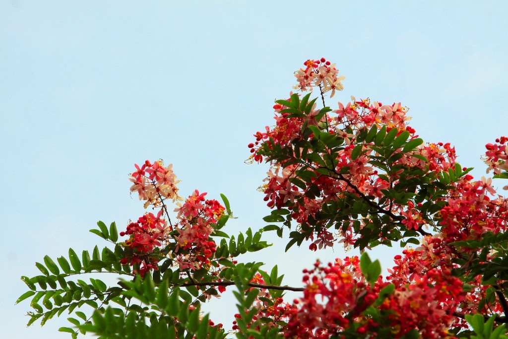 Hoa Muồng anh đào hay còn gọi là hoa Bò cạp hồng, có tên tiếng Anh là Cassia javanica. 