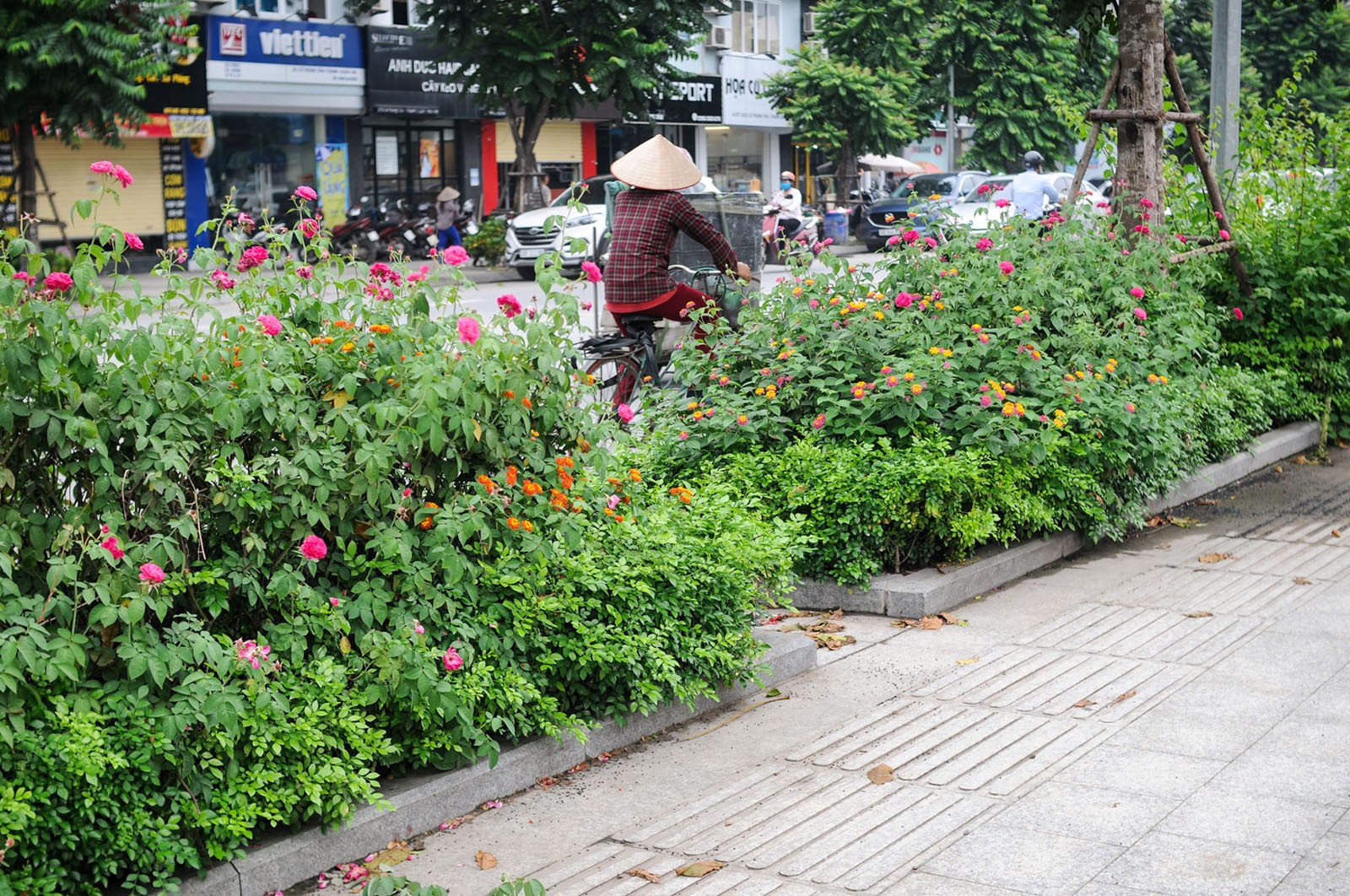 Nhiều người dân tỏ ra thích thú trước những khóm hoa hồng đang nở rộ khi đi ngang qua đường Lê Trọng Tấn.