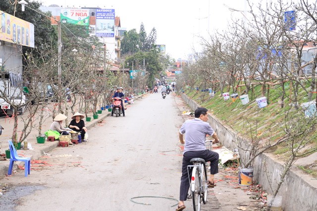 Tin nhanh - Lê rừng bạc triệu nở trắng muốt, mê mẩn người dân Thủ đô sau Tết