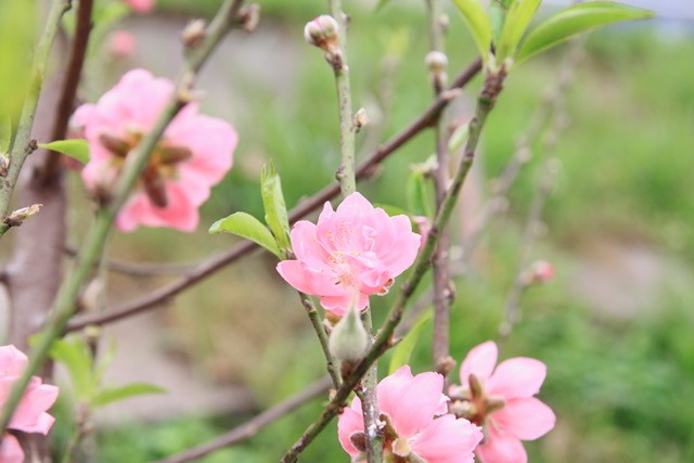 Tin nhanh - Lê rừng bạc triệu nở trắng muốt, mê mẩn người dân Thủ đô sau Tết (Hình 8).