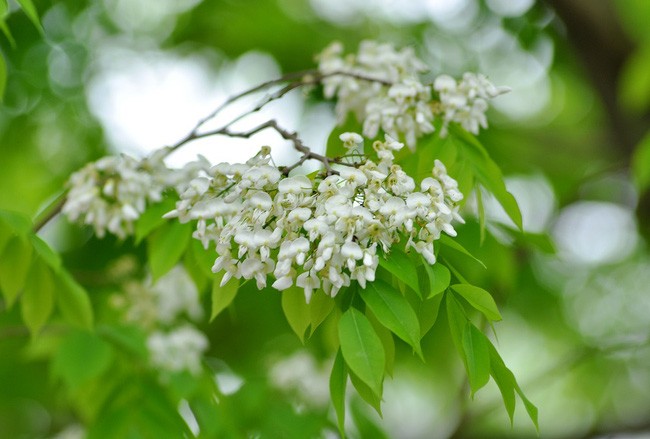 Tin nhanh - Hà Nội đẹp mơ màng mùa hoa sưa tháng 3 (Hình 4).