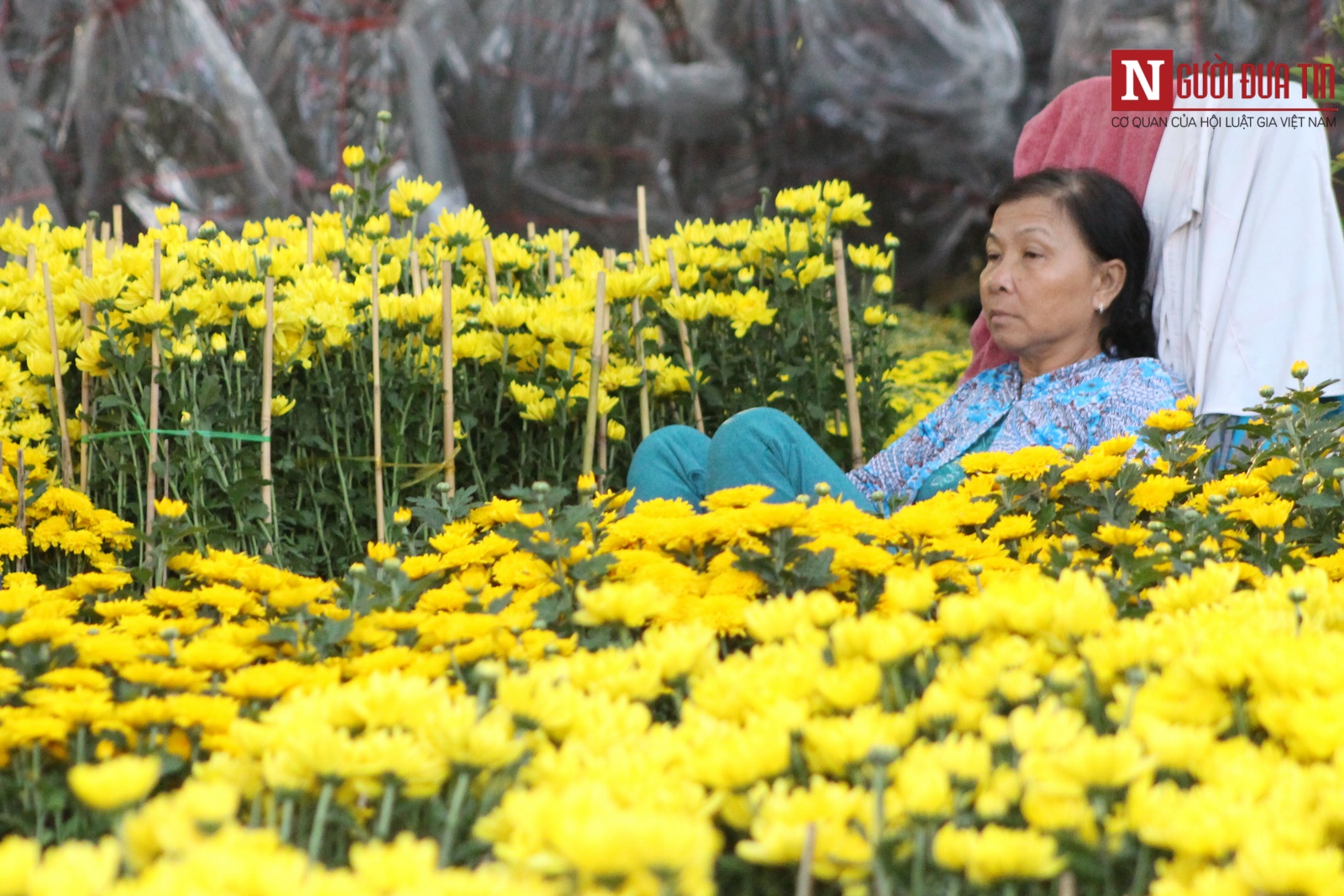 Nhiều người đi mua hoa Tết sớm cho biết năm nay cúc đều và đẹp hơn so với thường năm. (Ảnh: Hà Nhân).