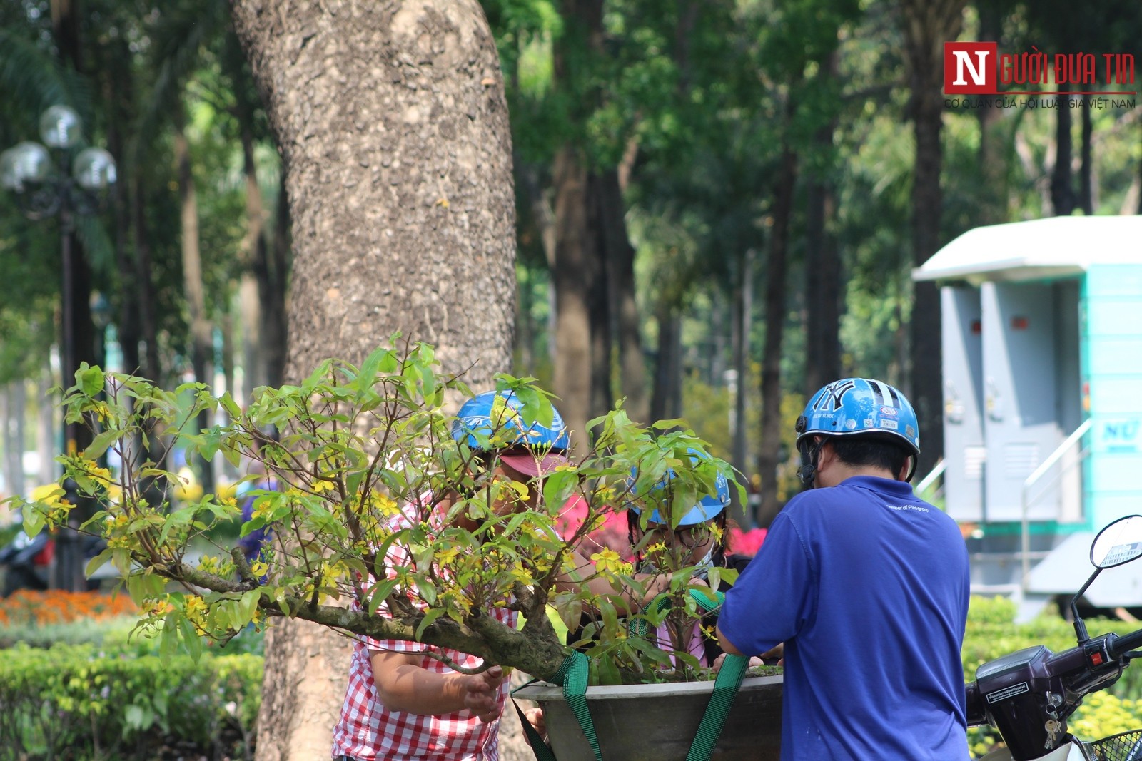 Khách chọn hoa mai thường chỉ thuê vài ngày. (Ảnh: Hà Nhân).