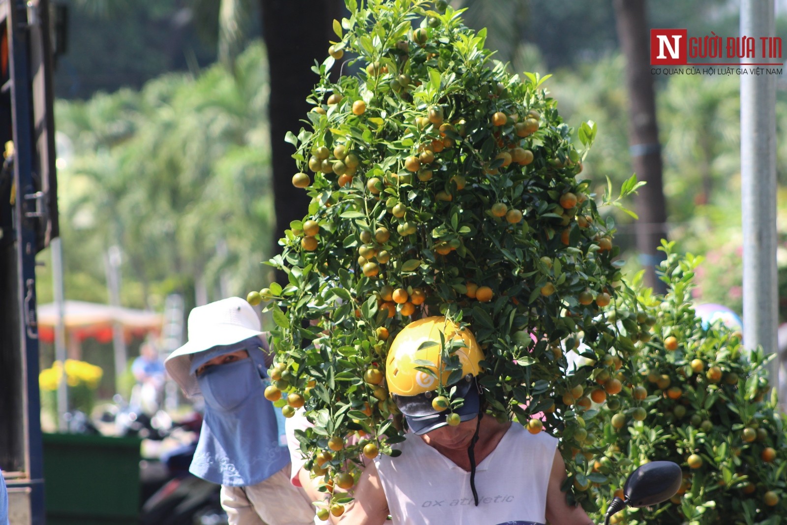 Tắc (quất) cũng bị ế nhẹ. (Ảnh: Hà Nhân).