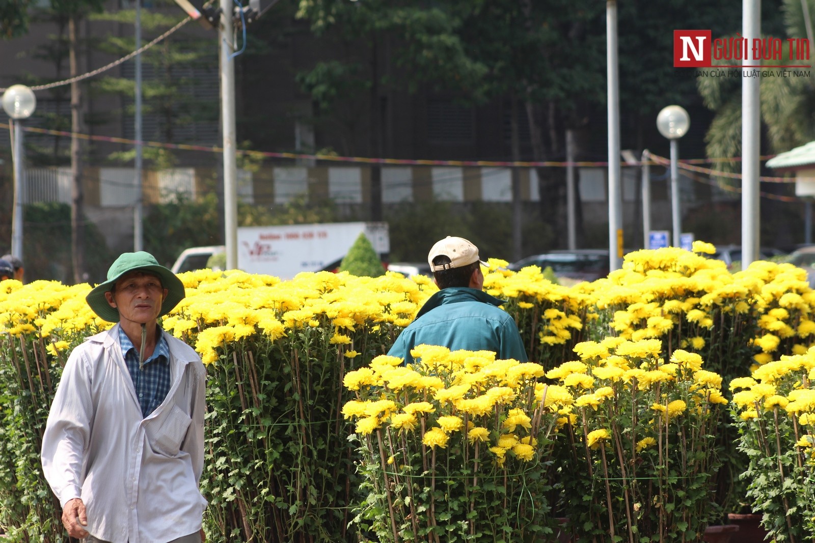 Hoa cúc được tiêu thụ vừa phải vì giá thành hợp túi tiền, chất lượng hoa khá đồng đều. (Ảnh: Hà Nhân).