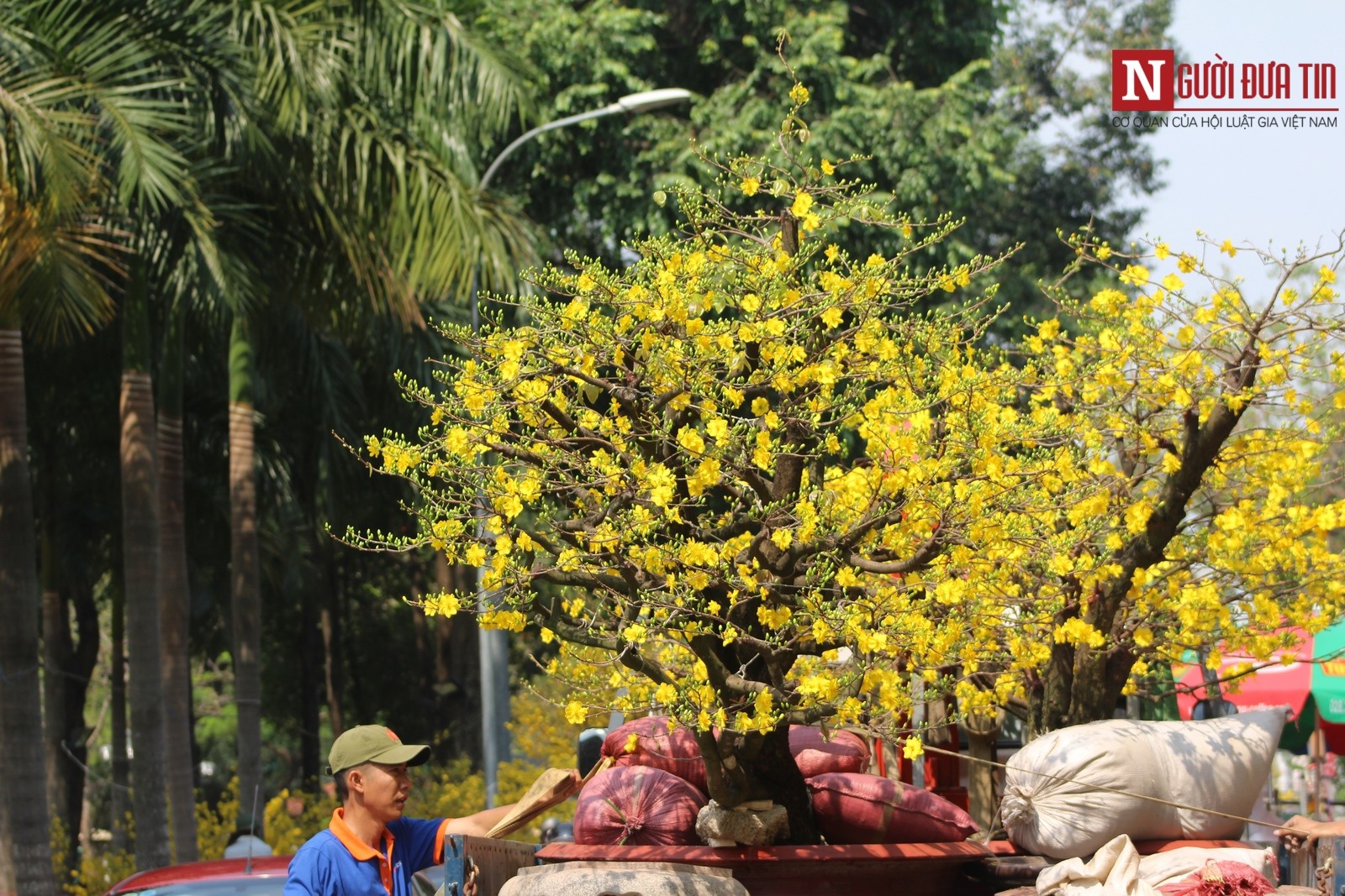 Các tiểu thương ngậm ngùi thuê xe chở mai về. (Ảnh: Hà Nhân).