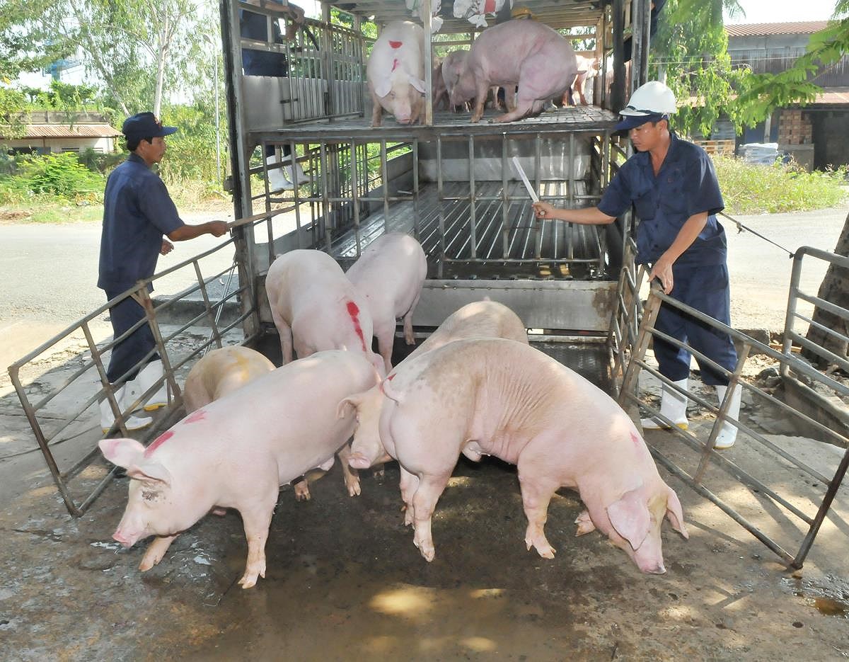 Tin nhanh - TP.HCM và các tỉnh phía Nam “căng mình” chống dịch tả heo châu Phi (Hình 3).