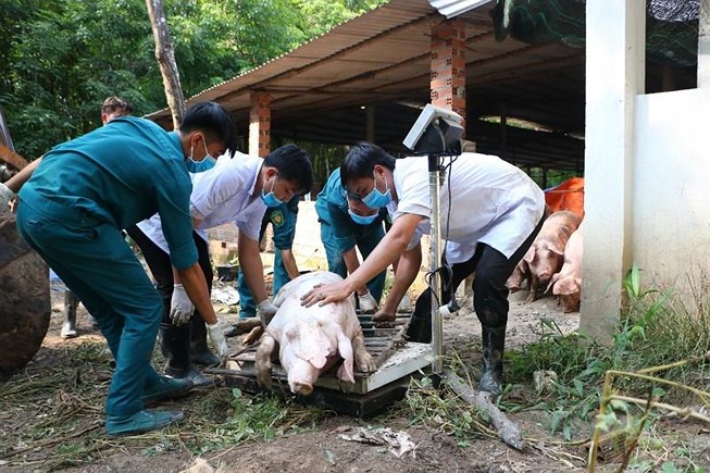 Tin nhanh - Bà Rịa – Vũng Tàu là địa phương mới nhất phát hiện dịch tả heo châu Phi (Hình 2).