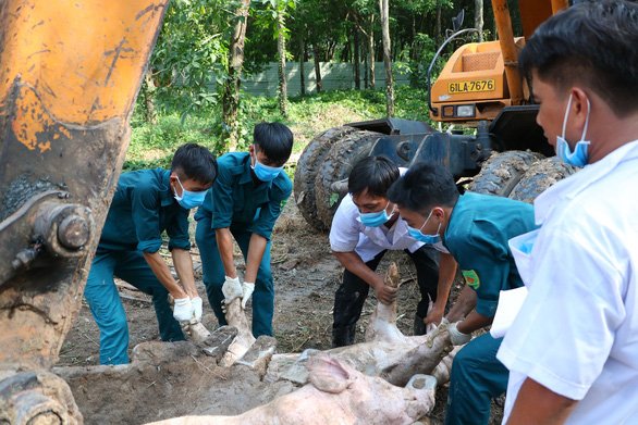 Tin nhanh - Tái bùng phát dịch tả lợn châu Phi tại phía Nam