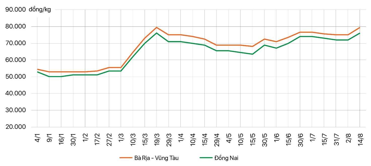 Xu hướng thị trường - Giá hồ tiêu bật tăng trở lại, doanh nghiệp xuất khẩu hưởng lợi