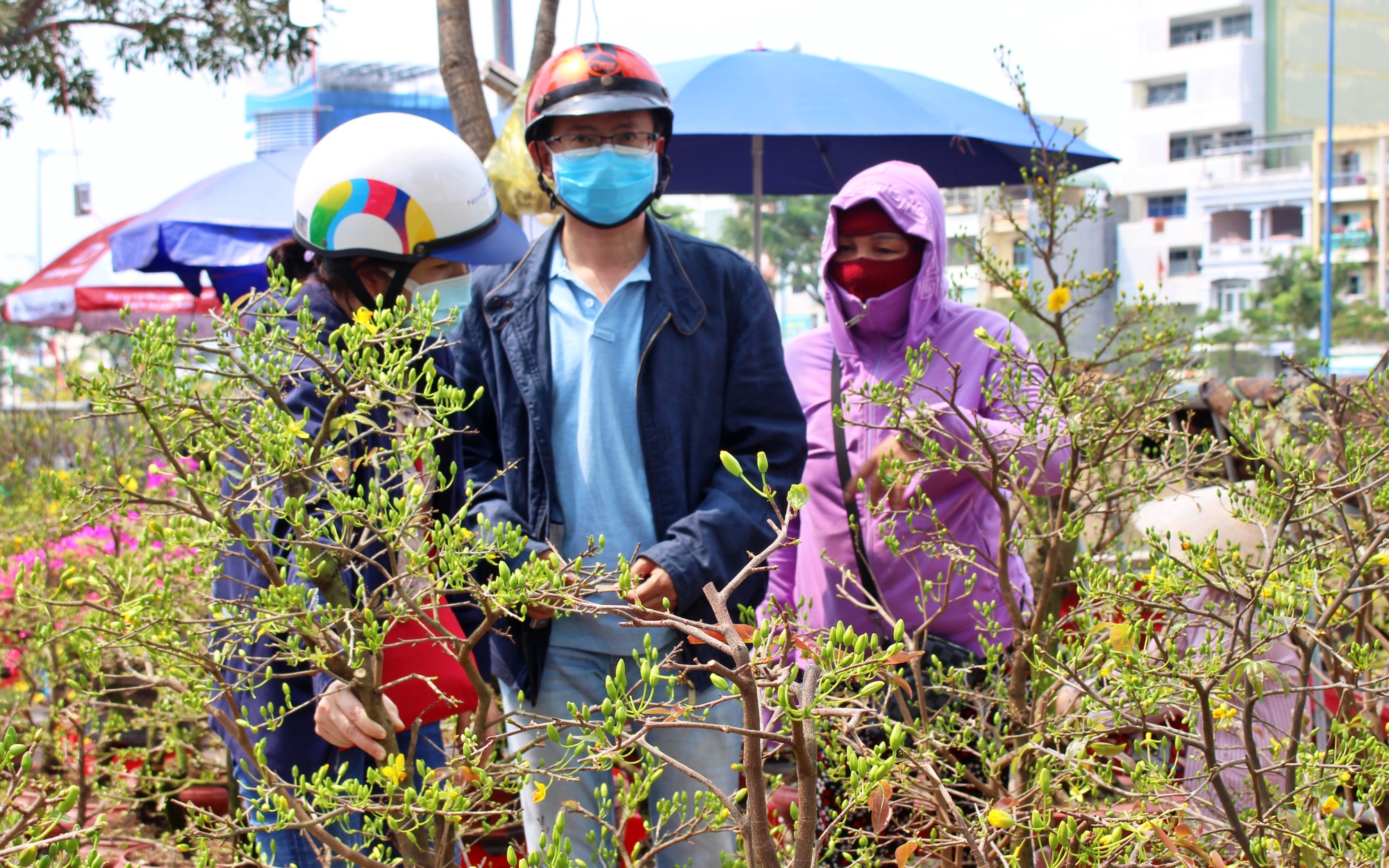 Văn hoá - Tp.HCM: Nhộn nhịp đưa mai vàng “trên bến dưới thuyền” về nhà đón Tết (Hình 5).