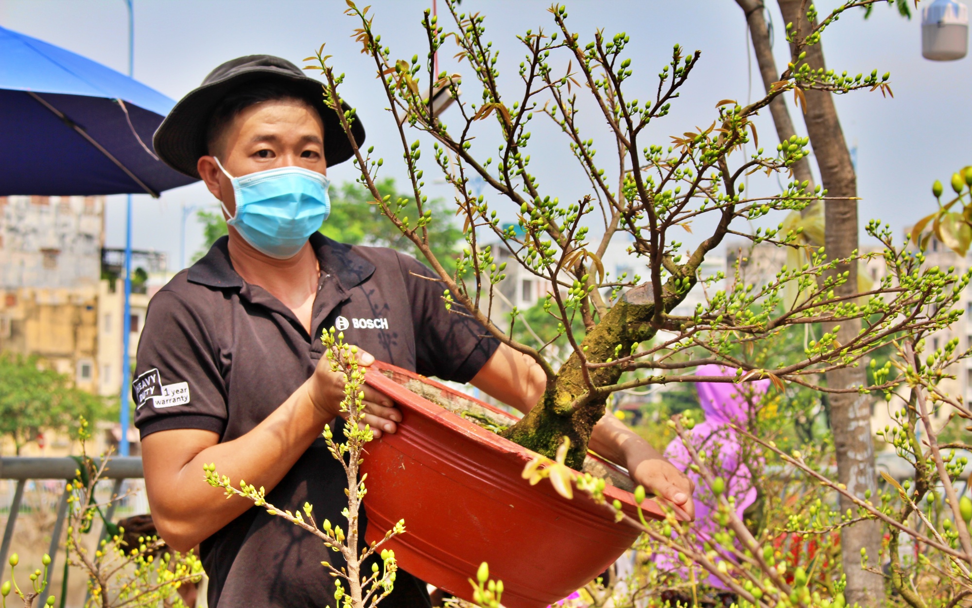 Văn hoá - Tp.HCM: Nhộn nhịp đưa mai vàng “trên bến dưới thuyền” về nhà đón Tết (Hình 4).