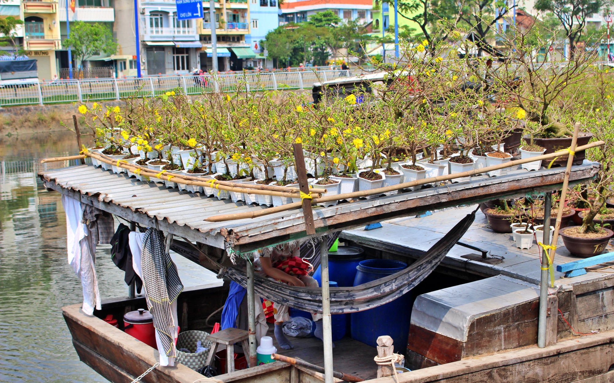 Văn hoá - Tp.HCM: Nhộn nhịp đưa mai vàng “trên bến dưới thuyền” về nhà đón Tết (Hình 13).