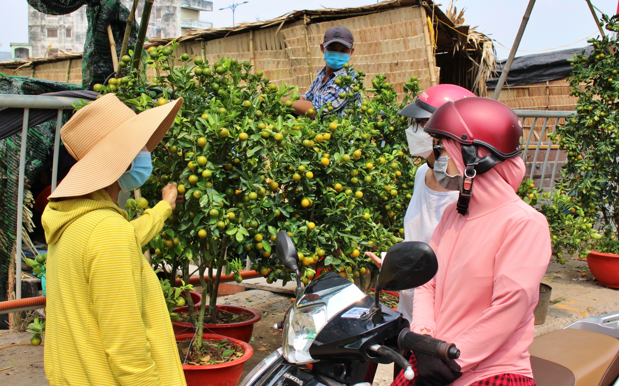 Văn hoá - Tp.HCM: Nhộn nhịp đưa mai vàng “trên bến dưới thuyền” về nhà đón Tết (Hình 8).