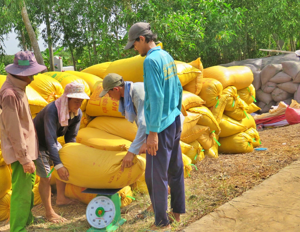 Kinh tế vĩ mô - Giá gạo tăng: Linh hoạt đảm bảo xuất khẩu và tiêu dùng trong nước