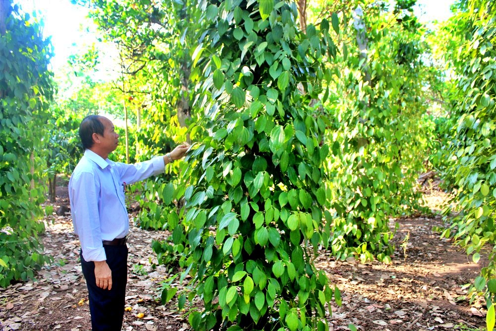 Kinh tế vĩ mô - Nhu cầu thị trường khởi sắc, doanh nghiệp đẩy mạnh xuất khẩu hồ tiêu