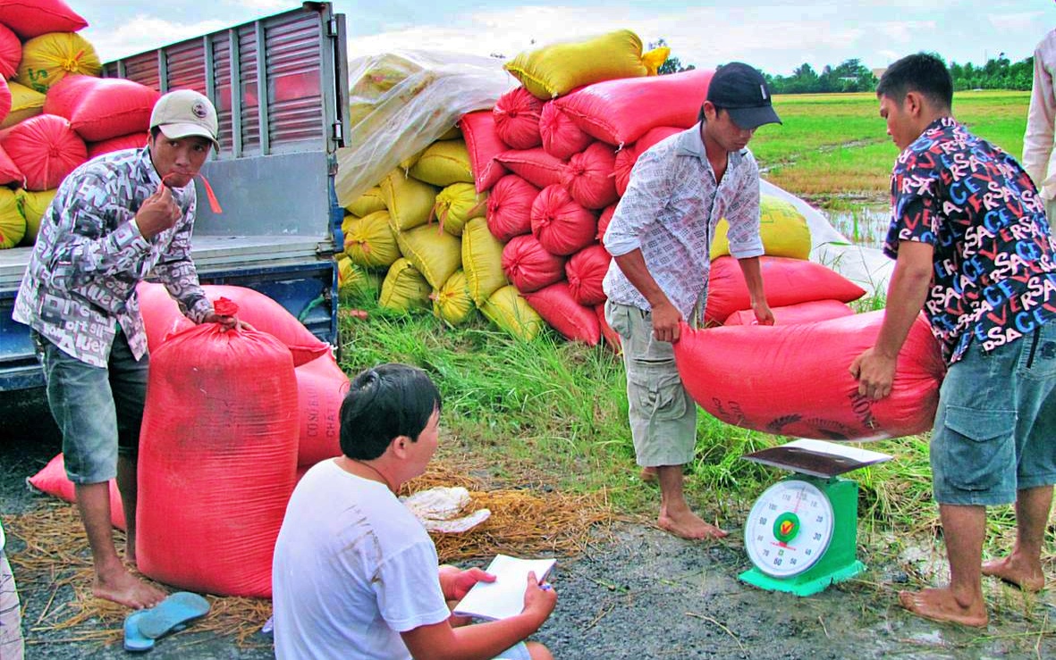 Kinh tế vĩ mô - Giá gạo neo cao, biến động: Thị trường khó dự báo