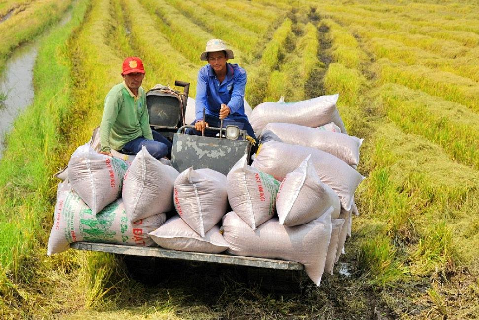 Kinh tế vĩ mô - Có đơn hàng cho năm sau, doanh nghiệp xuất khẩu gạo phấn khởi