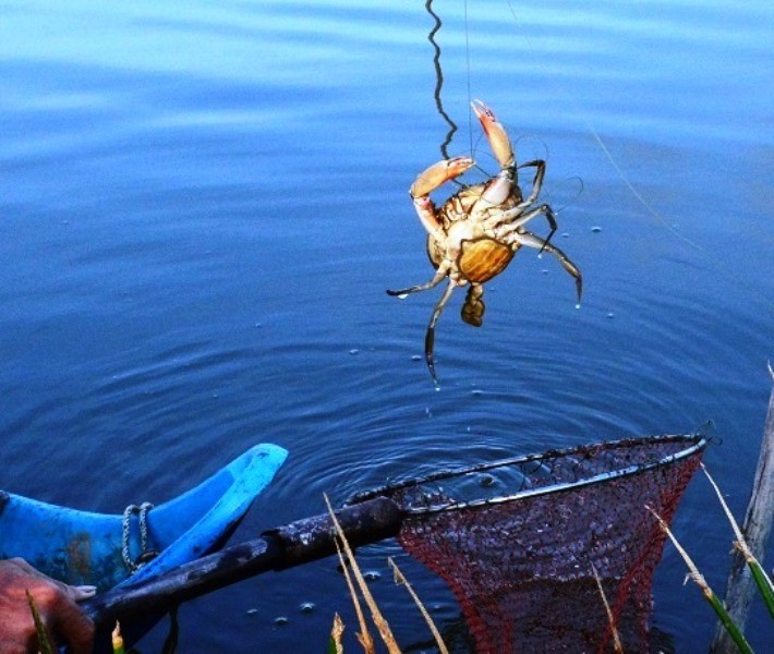 Dân sinh - Cà Mau: Kiểm tra, khắc phục tình trạng cua chết