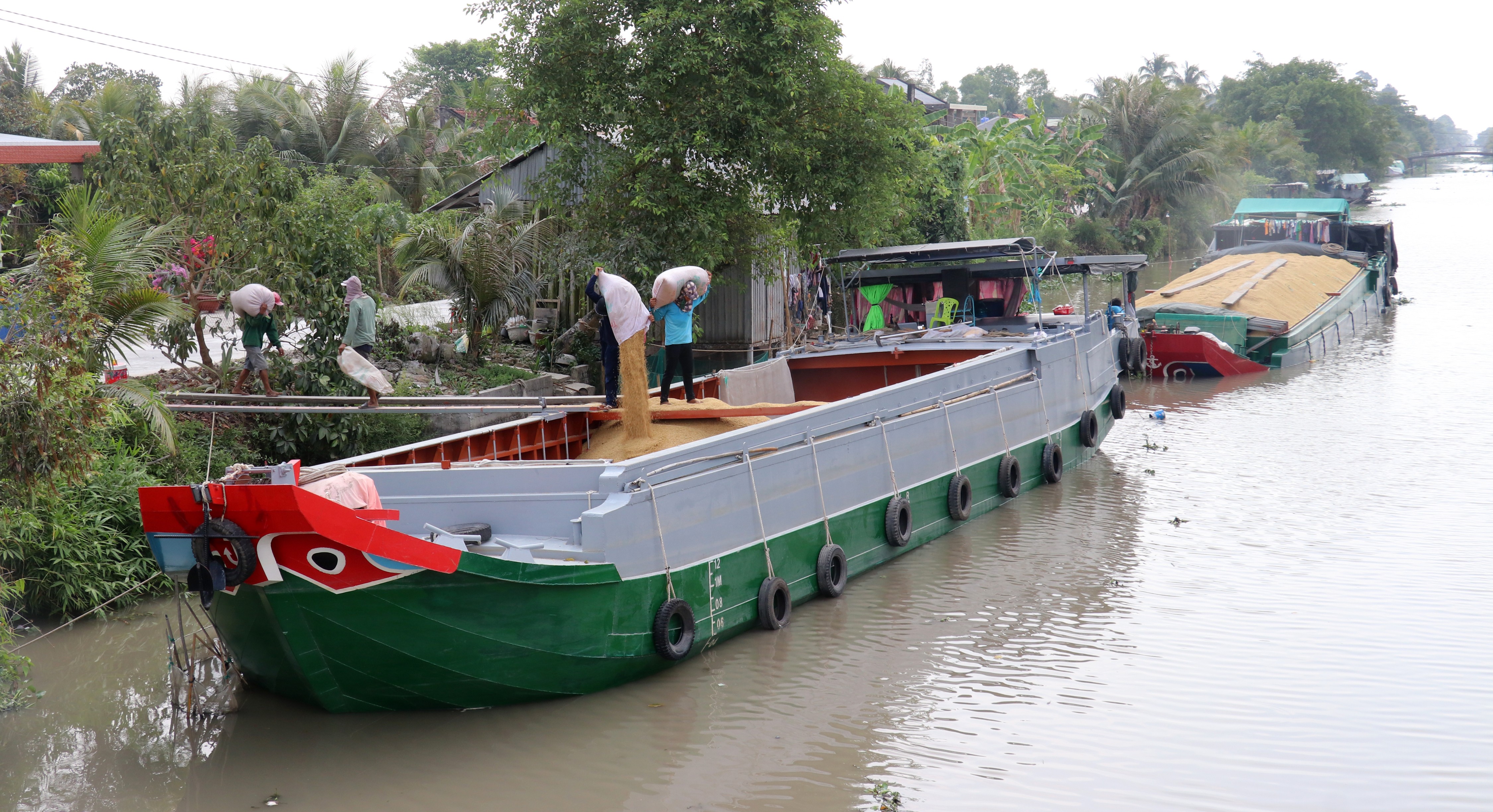 Tiêu dùng & Dư luận - Kiên Giang: Sản lượng lúa thu hoạch hơn 2,5 triệu tấn (Hình 2).