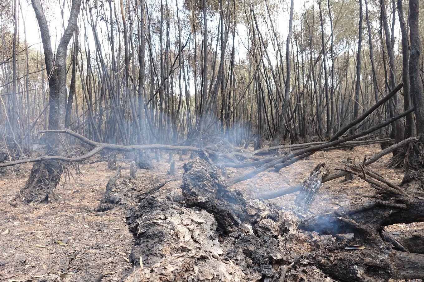 Dân sinh - Cà Mau: Hoàn toàn khống chế vụ cháy 40ha rừng tràm