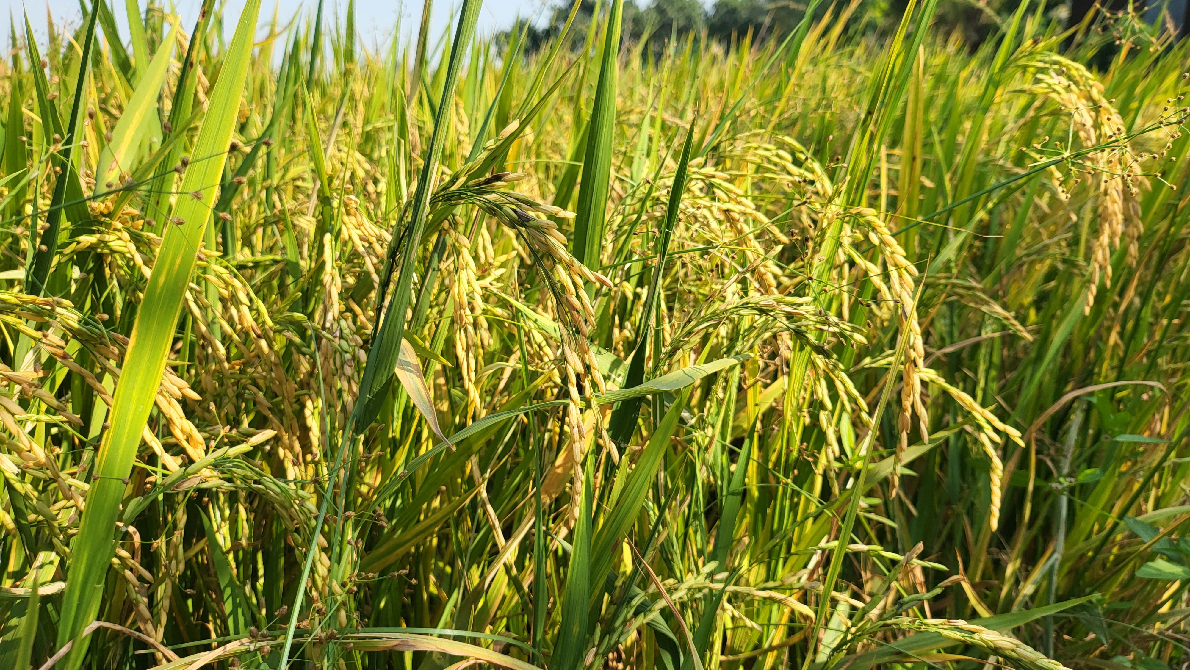 Tiêu dùng & Dư luận - Giá lúa gạo khu vực đồng bằng sông Cửu Long tiếp tục tăng
