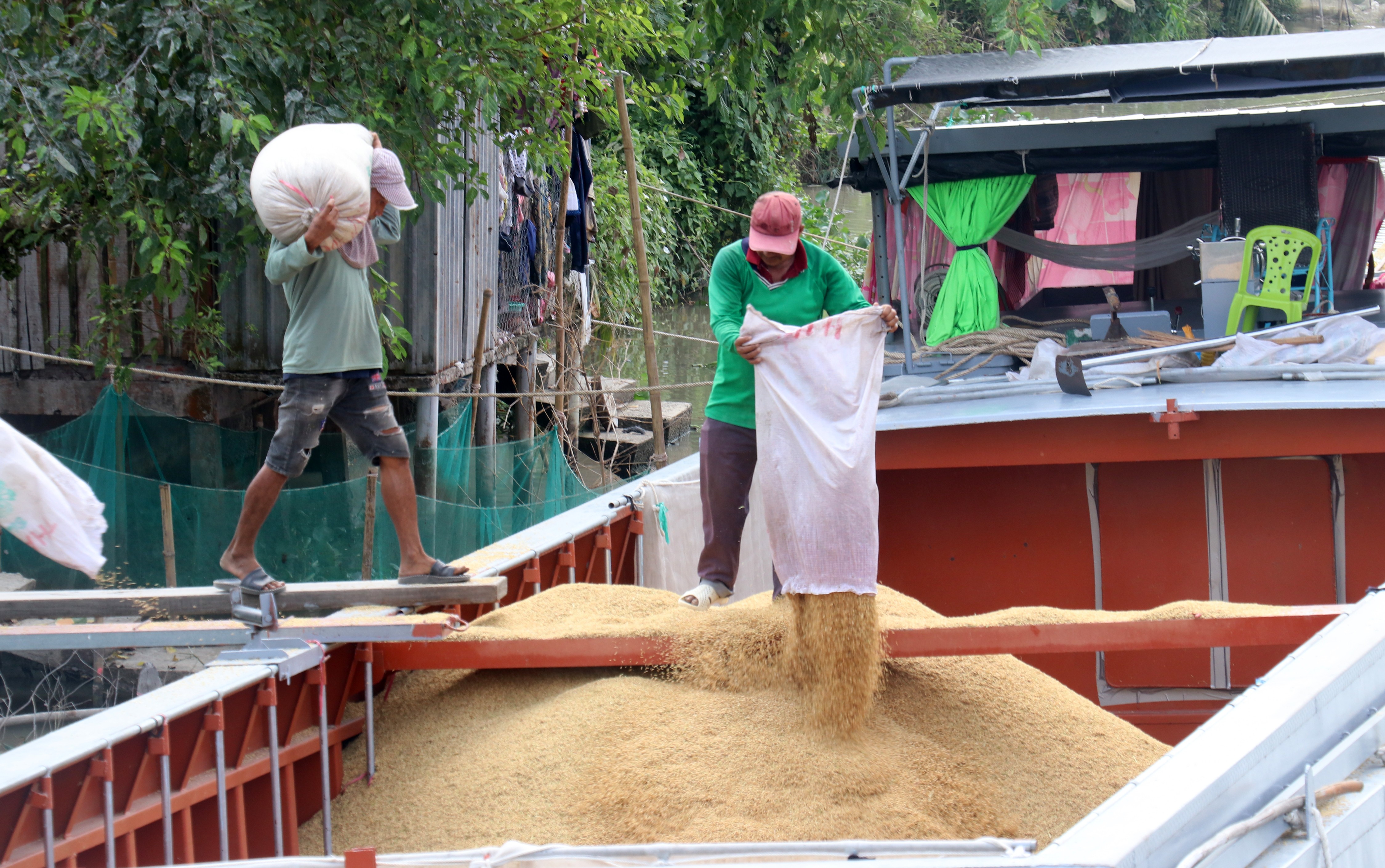 Tiêu dùng & Dư luận - Giá lúa gạo khu vực đồng bằng sông Cửu Long tiếp tục tăng (Hình 2).