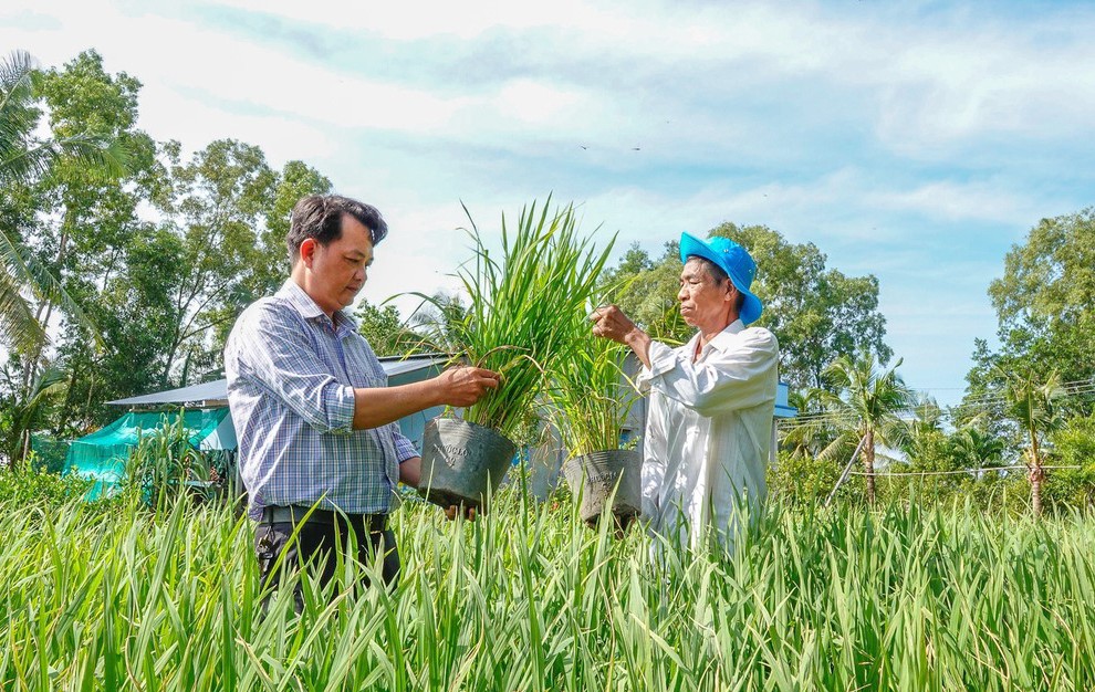 Đời sống - Lão nông miền Tây trồng 10.000 chậu lúa sẵn sàng trưng bày trong lễ hội lúa gạo (Hình 4).