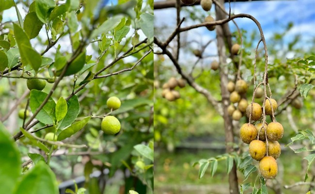 Giải trí - Mỹ Tâm khoe khu vườn ngập tràn hoa thơm, trái ngọt trong cơ ngơi “đi mỏi chân không hết” (Hình 3).