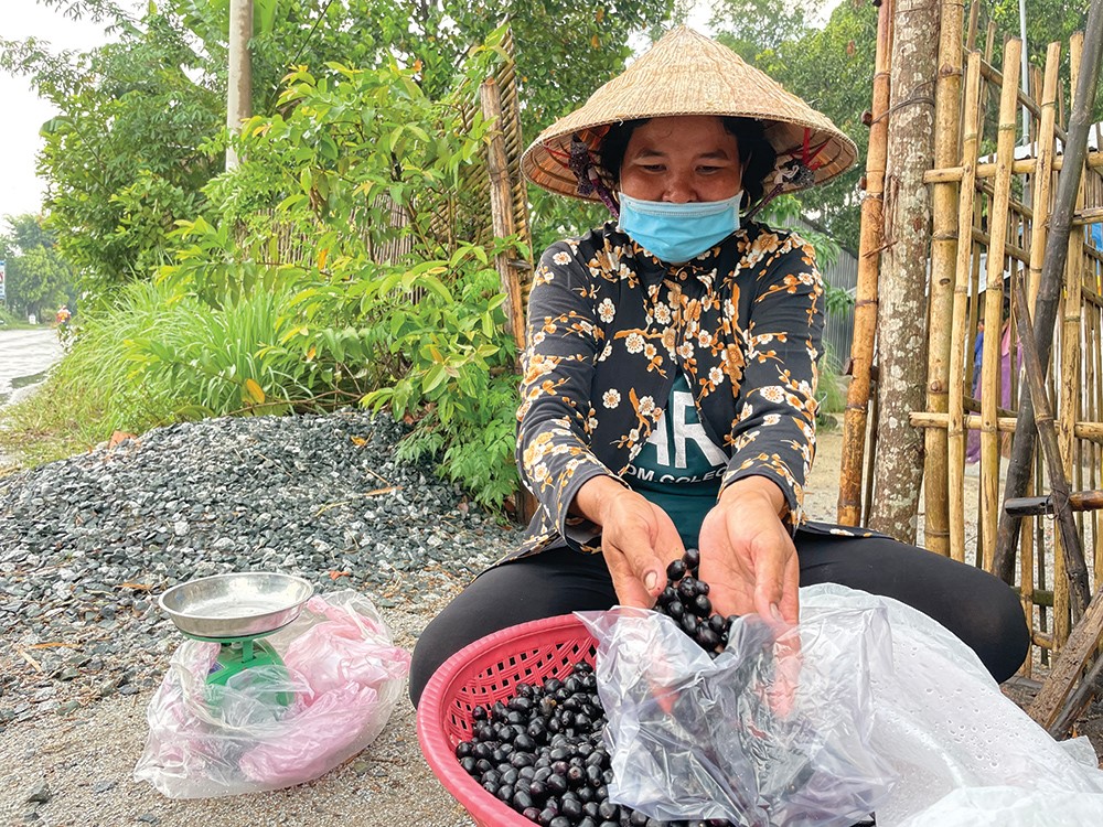 Đời sống - Đặc sản mùa hè từ loại quả xưa không ai ngó ngàng, giờ bao người thích mê (Hình 4).