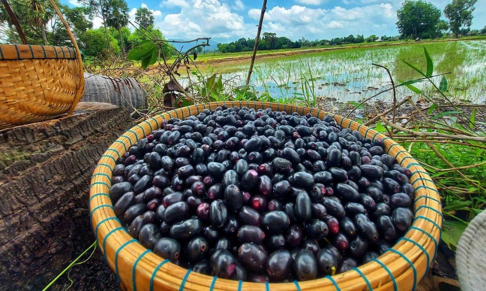 Đời sống - Đặc sản mùa hè từ loại quả xưa không ai ngó ngàng, giờ bao người thích mê (Hình 3).