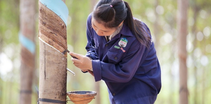 Đầu tư - Cao su 'bầu' Đức: Trồng cây đến ngày hái quả (Hình 2).