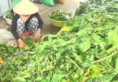 Tiêu dùng & Dư luận - Ồ ạt thu mua lá nhàu tươi: Cơ sở thu mua giấu nhẹm thông tin thương lái