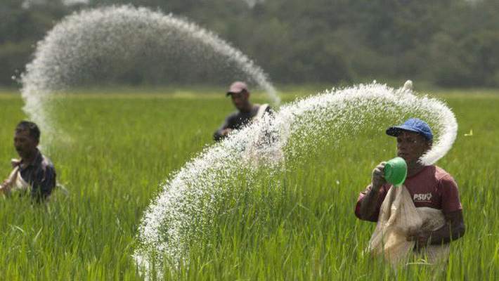 Tài chính - Ngân hàng - Nghịch lý: Phân bón đỏ mắt trông mong ngày được… 'chịu thuế'