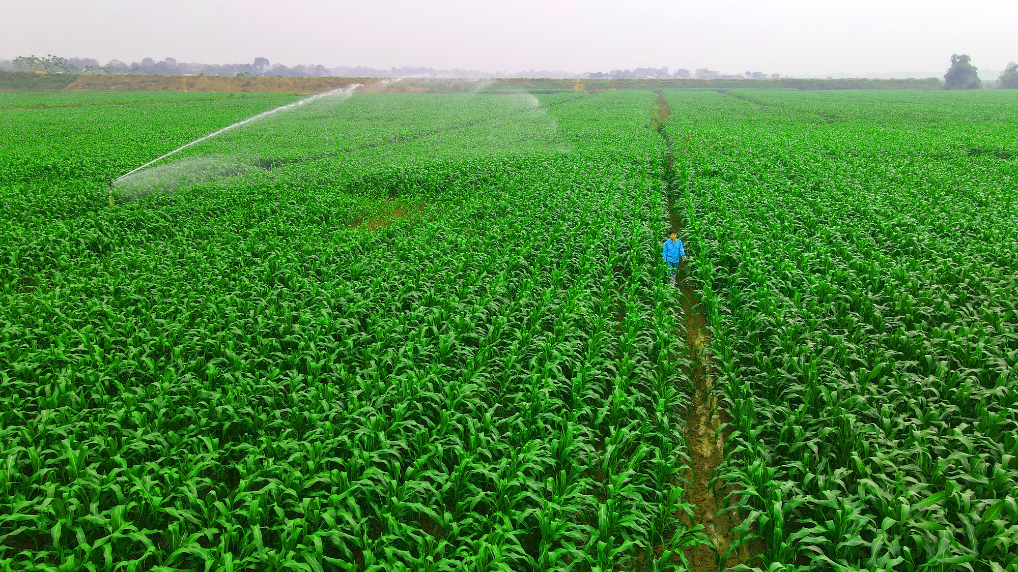 Kinh tế - Vinamilk đại diện duy nhất từ Đông Nam Á chia sẻ mô hình phát triển bền vững “Green Farm” tại Hội nghị sữa toàn cầu (Hình 8).