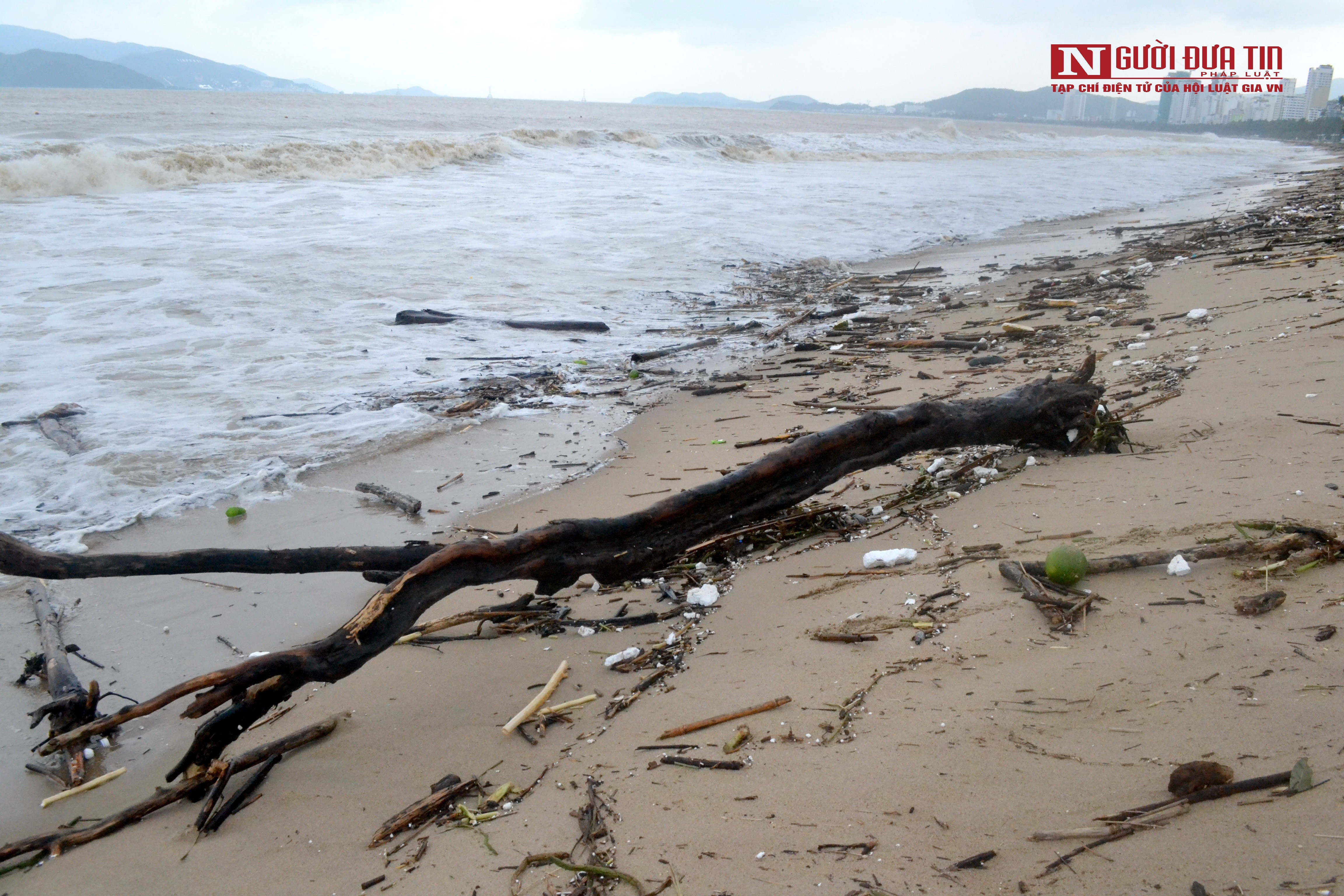 Dân sinh - Khánh Hòa: Bãi biển Nha Trang ngập rác sau mưa lũ (Hình 4).