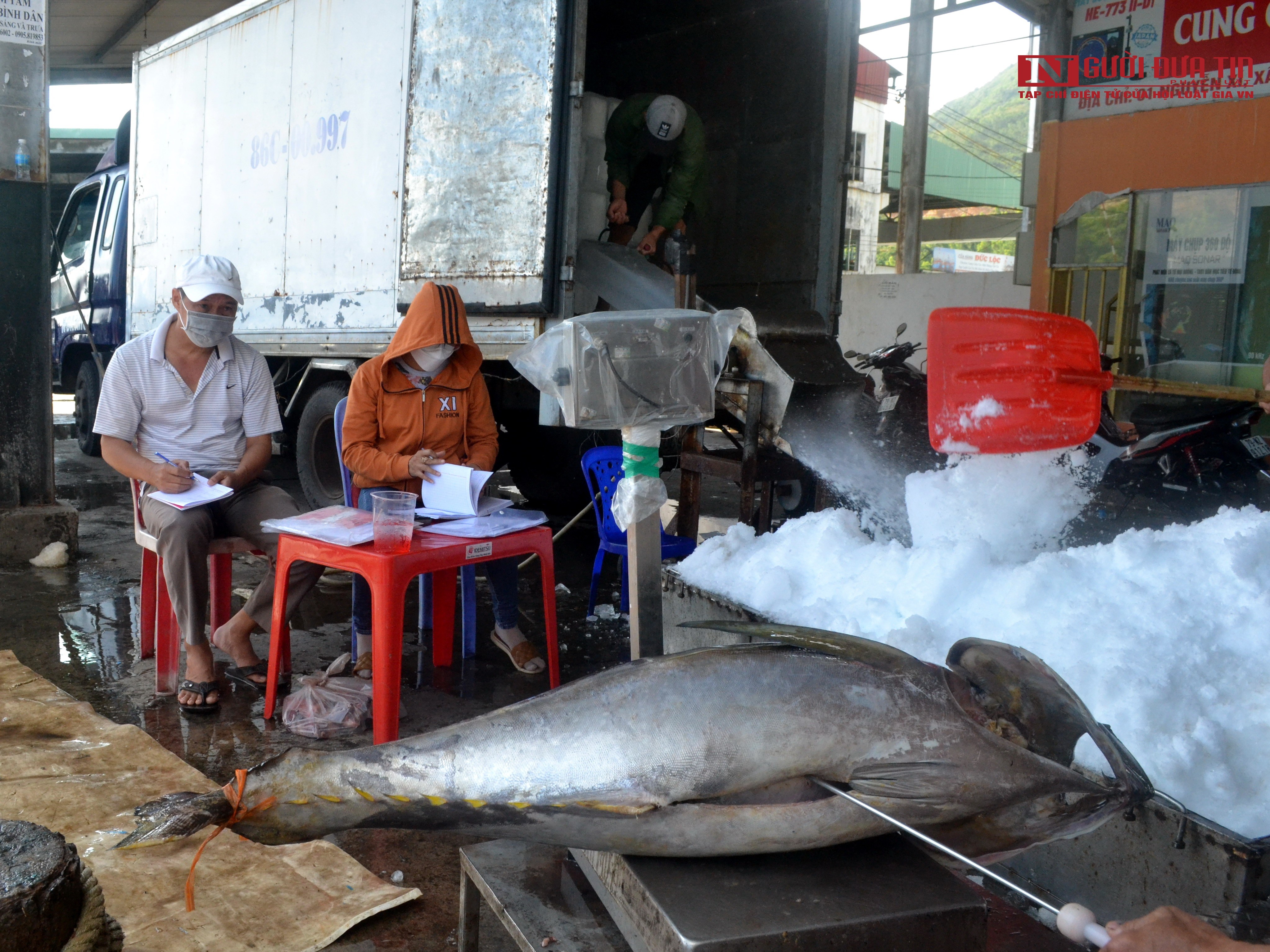 Dân sinh - Khánh Hòa: Ngư dân vui mừng vì trúng đậm cá ngừ đại dương (Hình 5).