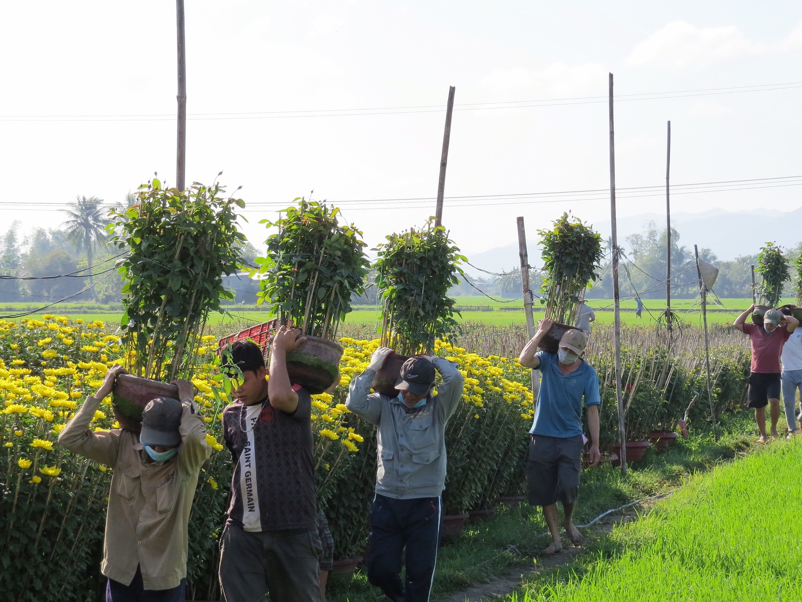 Dân sinh - Khánh Hòa: Hoa cúc Ninh Giang hút hàng dịp Tết Nguyên đán 2022 (Hình 13).