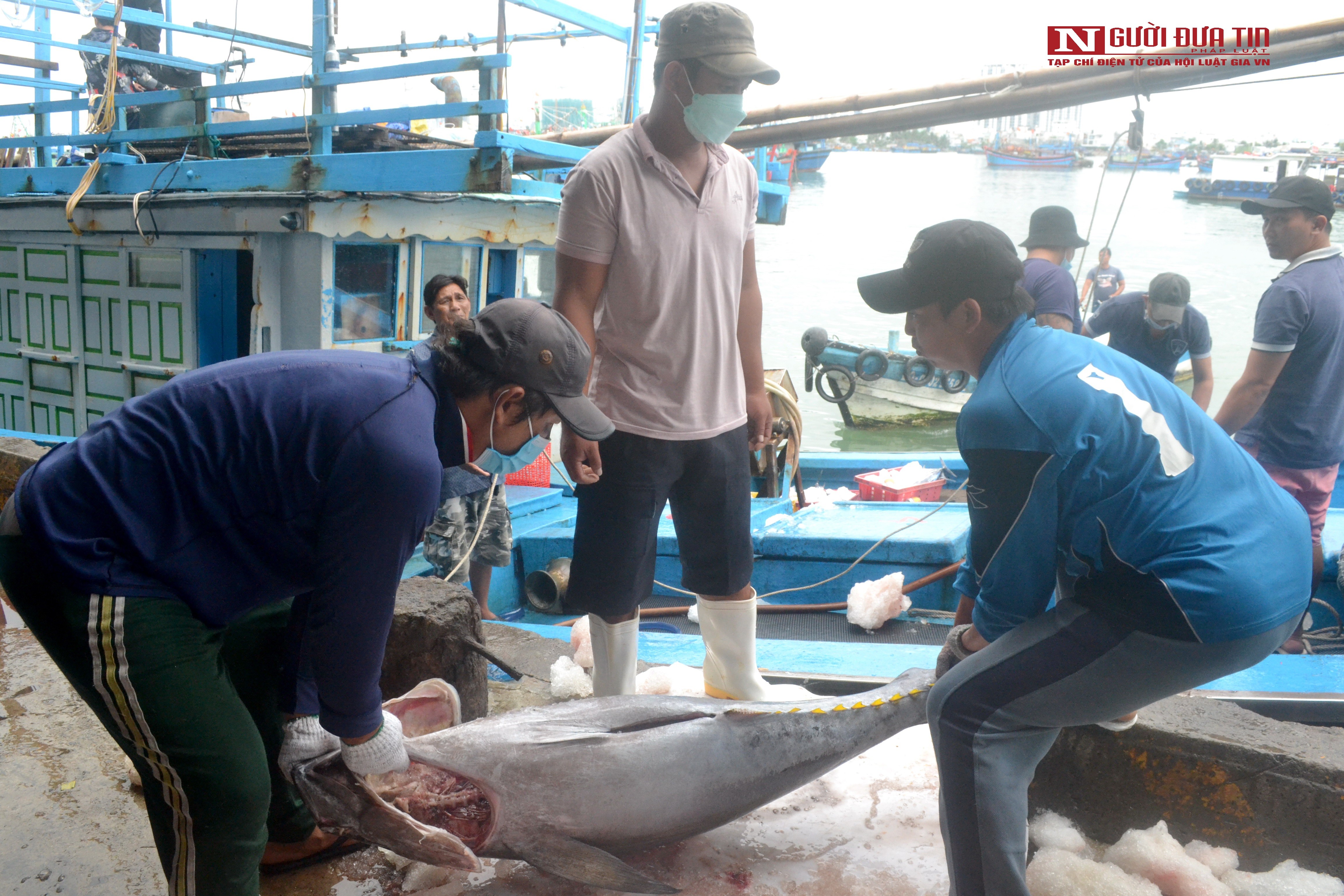 Dân sinh - Khánh Hòa: Giá cá ngừ đại dương đạt mức cao nhất trong 10 năm qua (Hình 3).