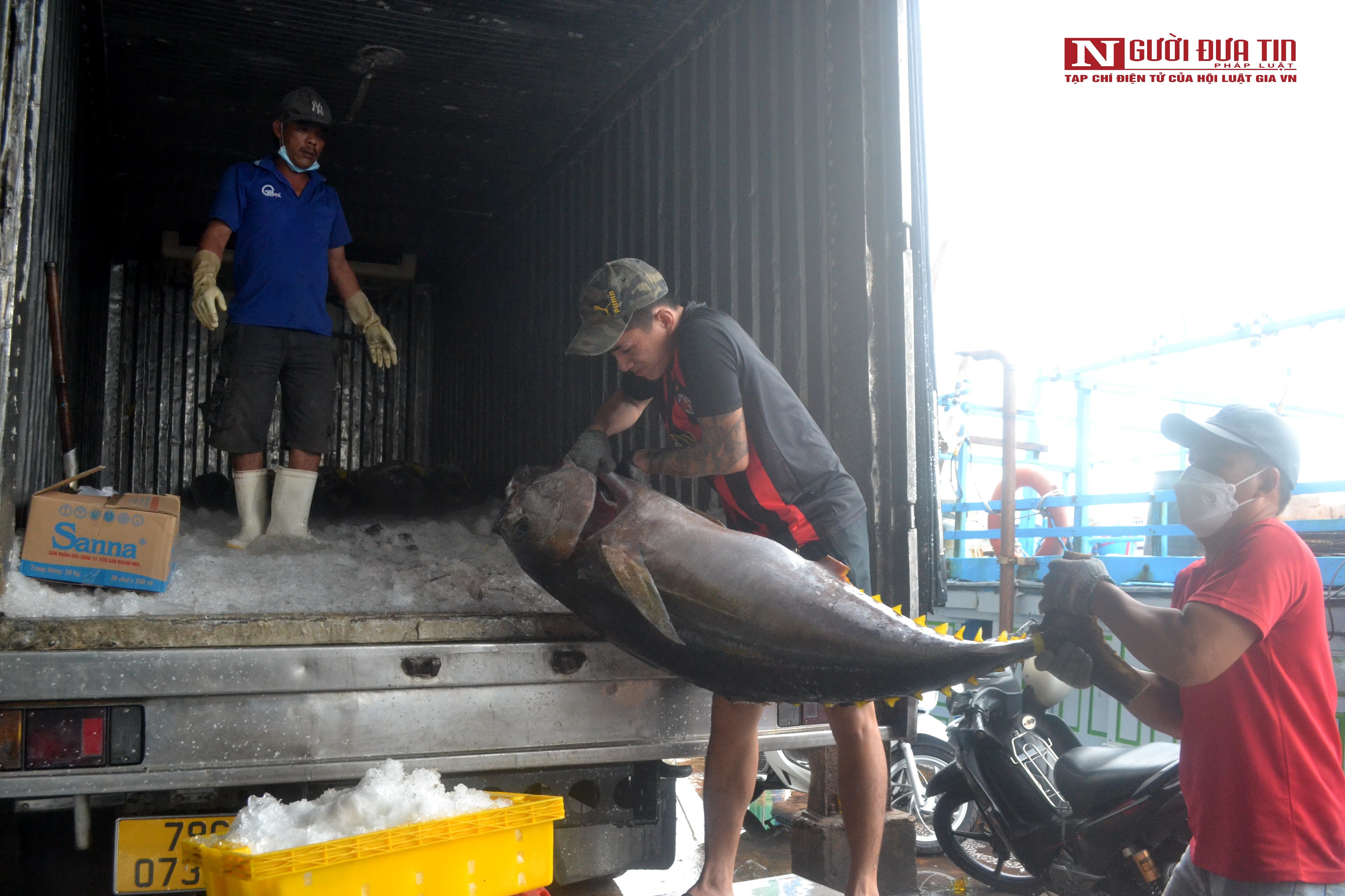 Dân sinh - Khánh Hòa: Giá cá ngừ đại dương đạt mức cao nhất trong 10 năm qua (Hình 7).