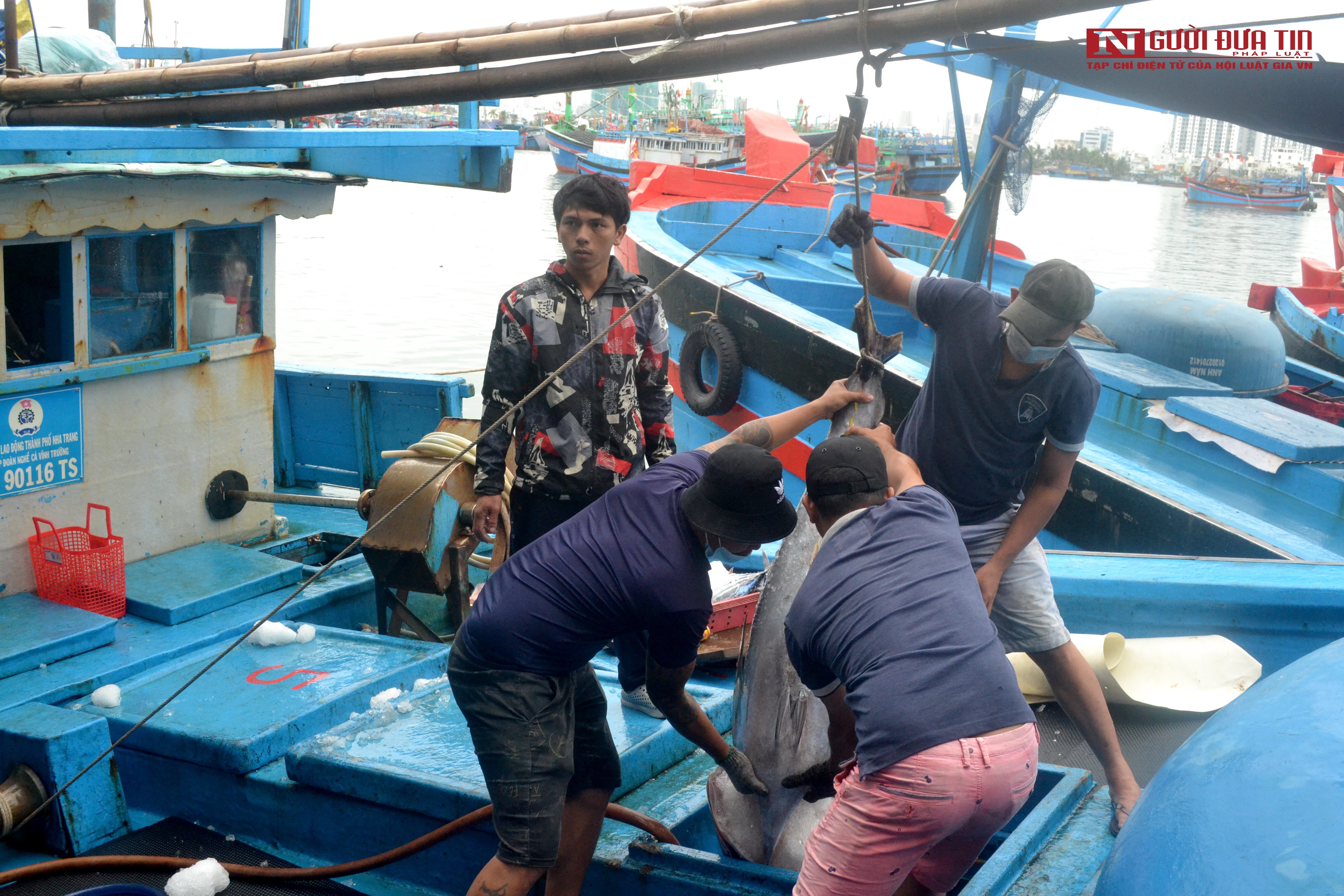 Dân sinh - Khánh Hòa: Giá cá ngừ đại dương đạt mức cao nhất trong 10 năm qua (Hình 2).