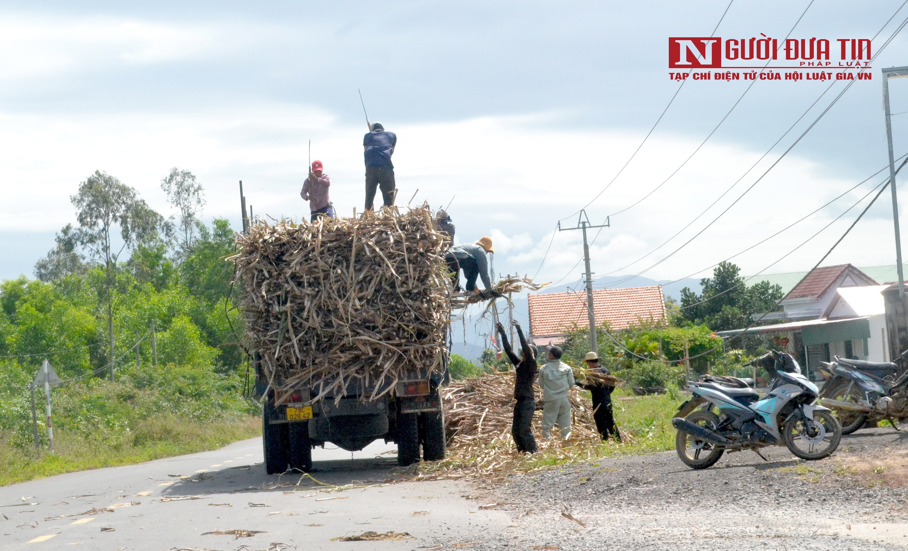 Dân sinh - Khánh Hòa: Giá mía tăng cao, nông dân phấn khởi nhưng đầy nỗi lo (Hình 8).