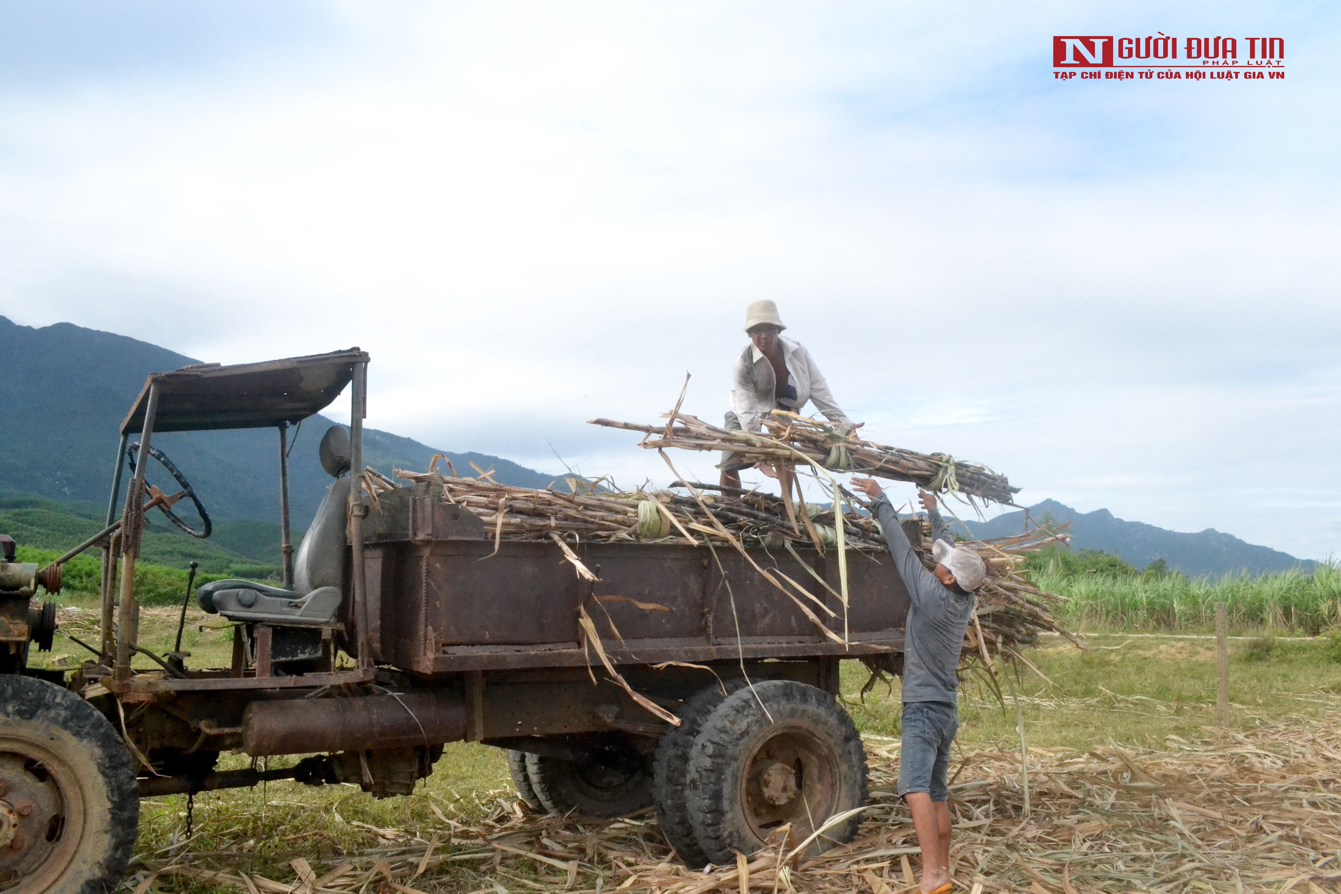 Dân sinh - Khánh Hòa: Giá mía tăng cao, nông dân phấn khởi nhưng đầy nỗi lo (Hình 3).