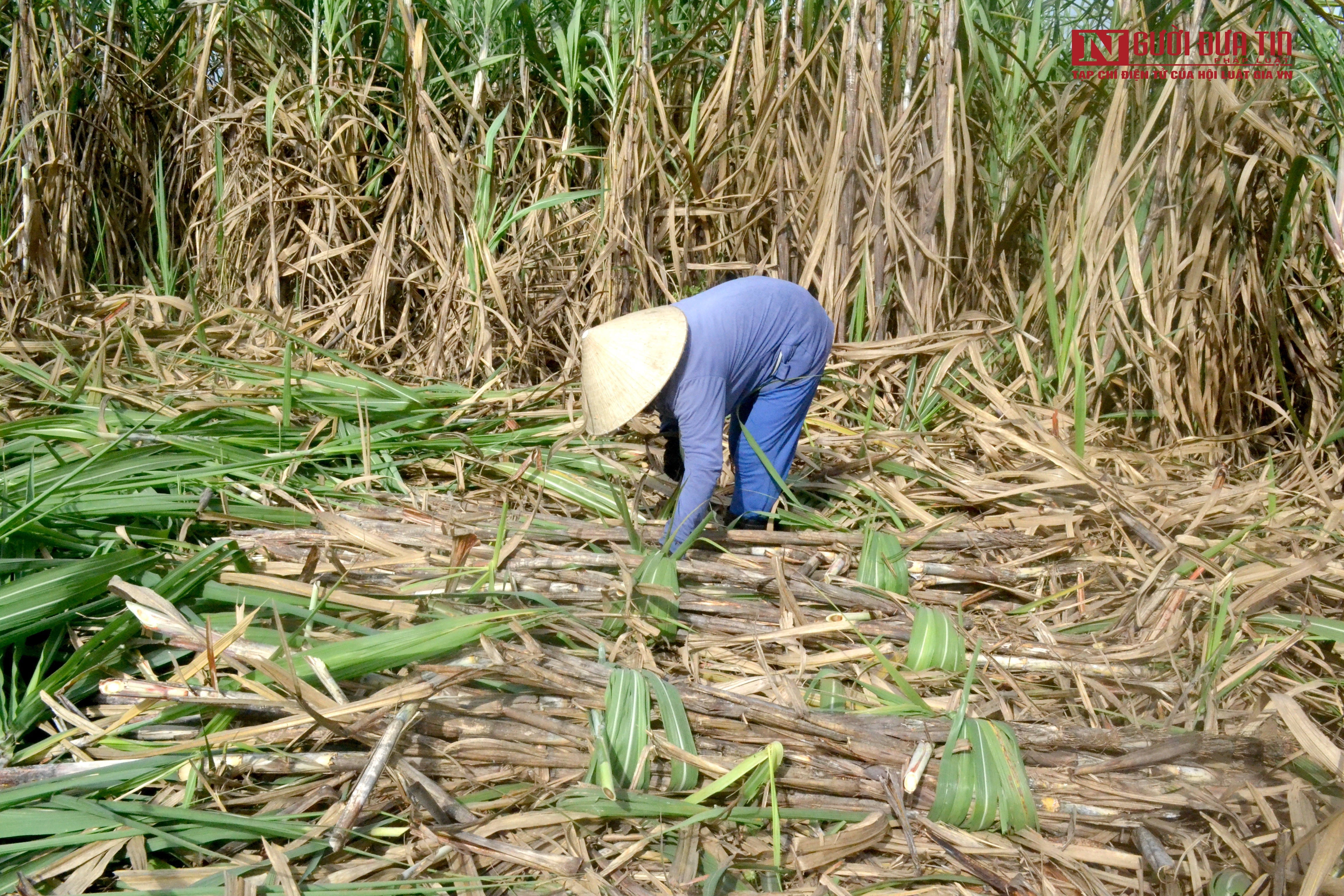 Dân sinh - Khánh Hòa: Giá mía tăng cao, nông dân phấn khởi nhưng đầy nỗi lo (Hình 4).